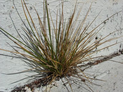 Lepturus