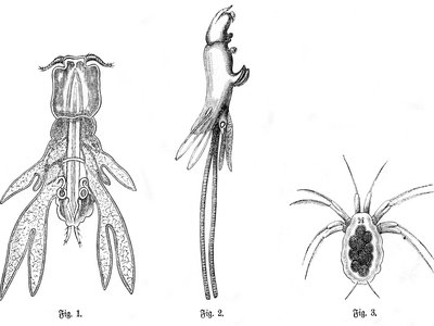 Lernanthropus