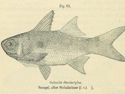 Lesser African Threadfin