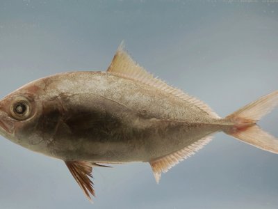 Lesser Amberjack
