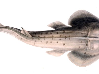 Lesser Guitarfish