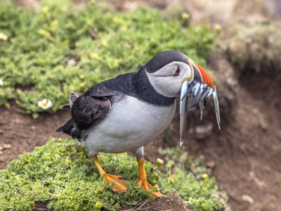 Lesser Sandeel