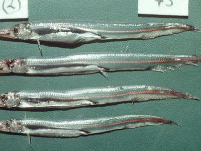Lestrolepis