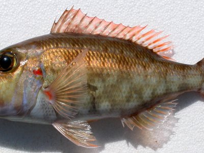 Lethrinus rubrioperculatus