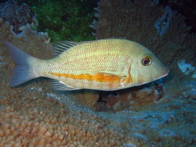 Lethrinus