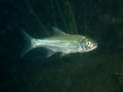 Leuciscus aspius