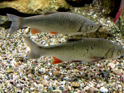 Leuciscus cephalus