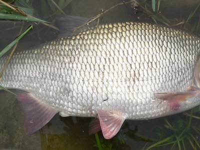 Leuciscus idus