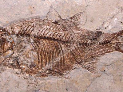 Leuciscus