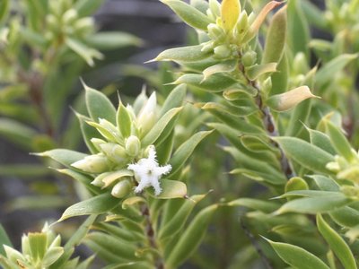 Leucopogon