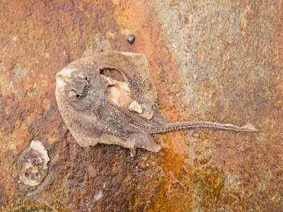 Leucoraja erinacea