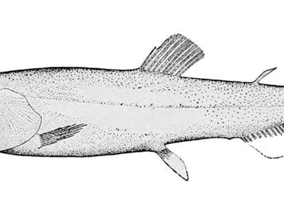 Leuroglossus