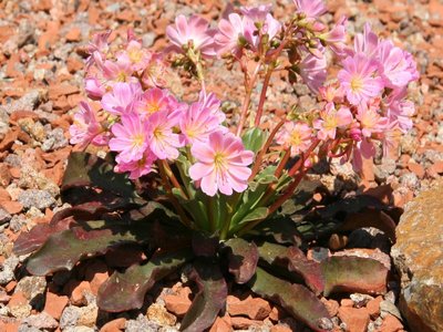Lewisia