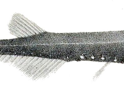Lightfish