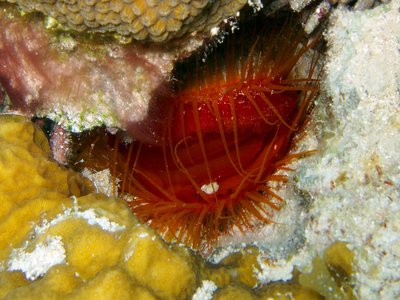 Lima scabra