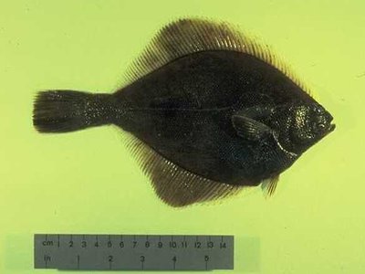 Limanda aspera