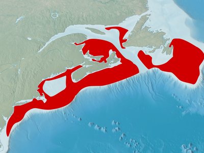 Limanda ferruginea