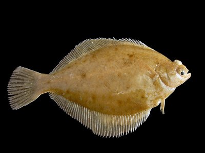 Limanda limanda