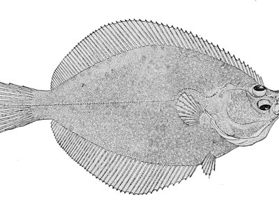 Limanda proboscidea