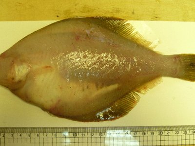Limanda sakhalinensis