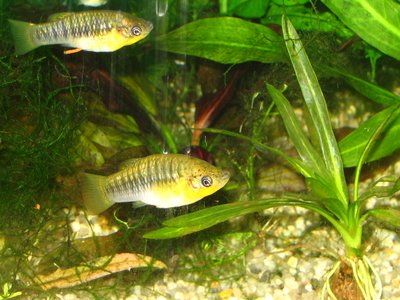 Limia nigrofasciata
