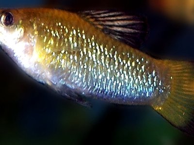 Limia perugiae