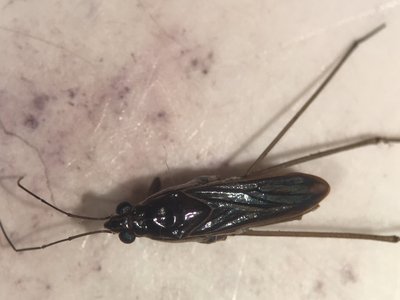 Limnogonus