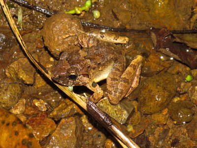 Limnonectes