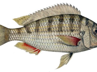 Limnotilapia