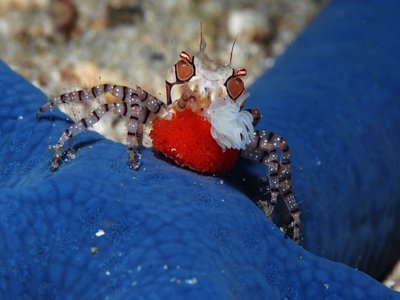 Linckia laevigata