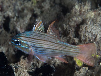 Lined Cardinalfish