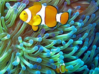 Lined Clownfish