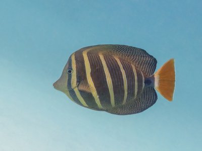 Lined Surgeonfish