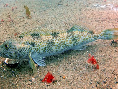 Ling Cod