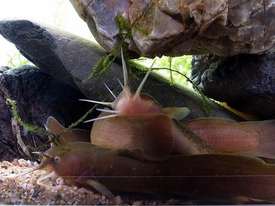 Liobagrus