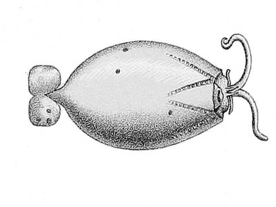 Liocranchia reinhardti