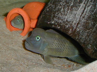 Lionhead Fish