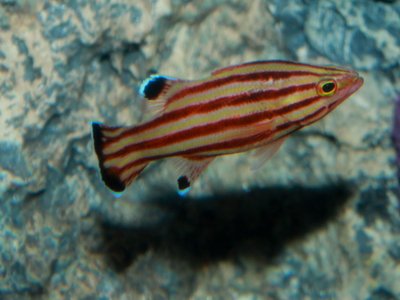 Liopropoma