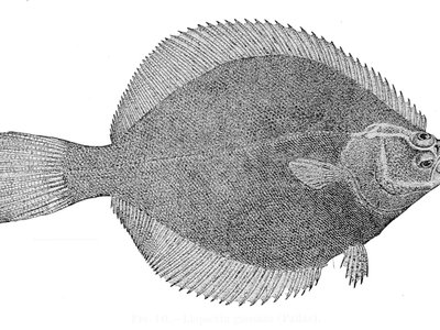 Liopsetta
