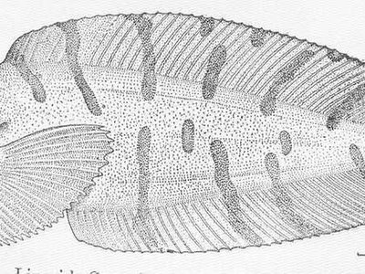 Liparididae