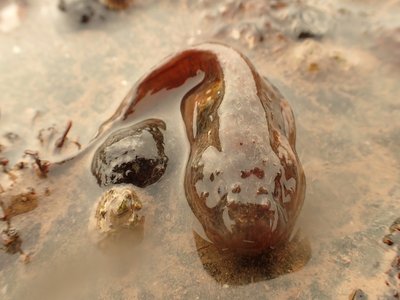 Liparis atlanticus
