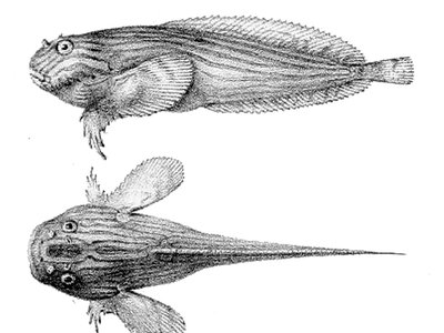 Liparis liparis
