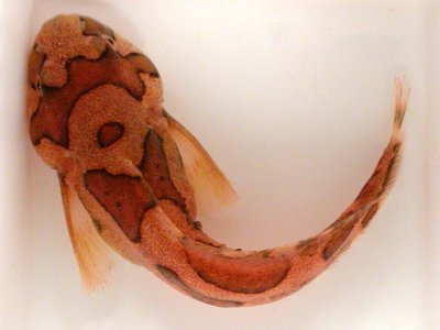 Liparis marmoratus