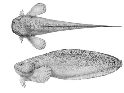 Liparis pulchellus