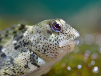Lipophrys pholis