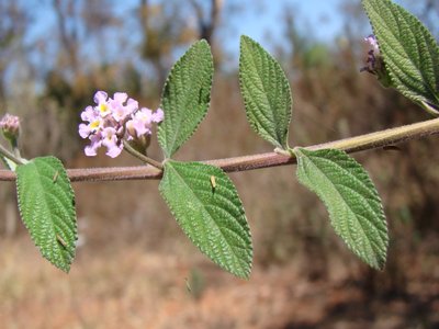 Lippia