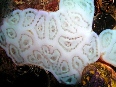 Lissoclinum