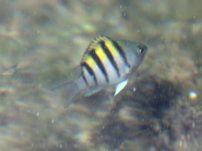 Little Damselfish