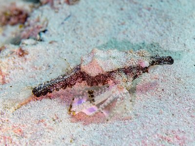 Little Dragonfish
