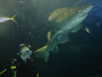 Little Grey Shark